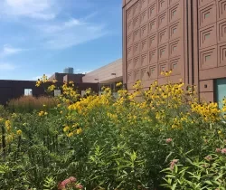 MCC Pollinator Park